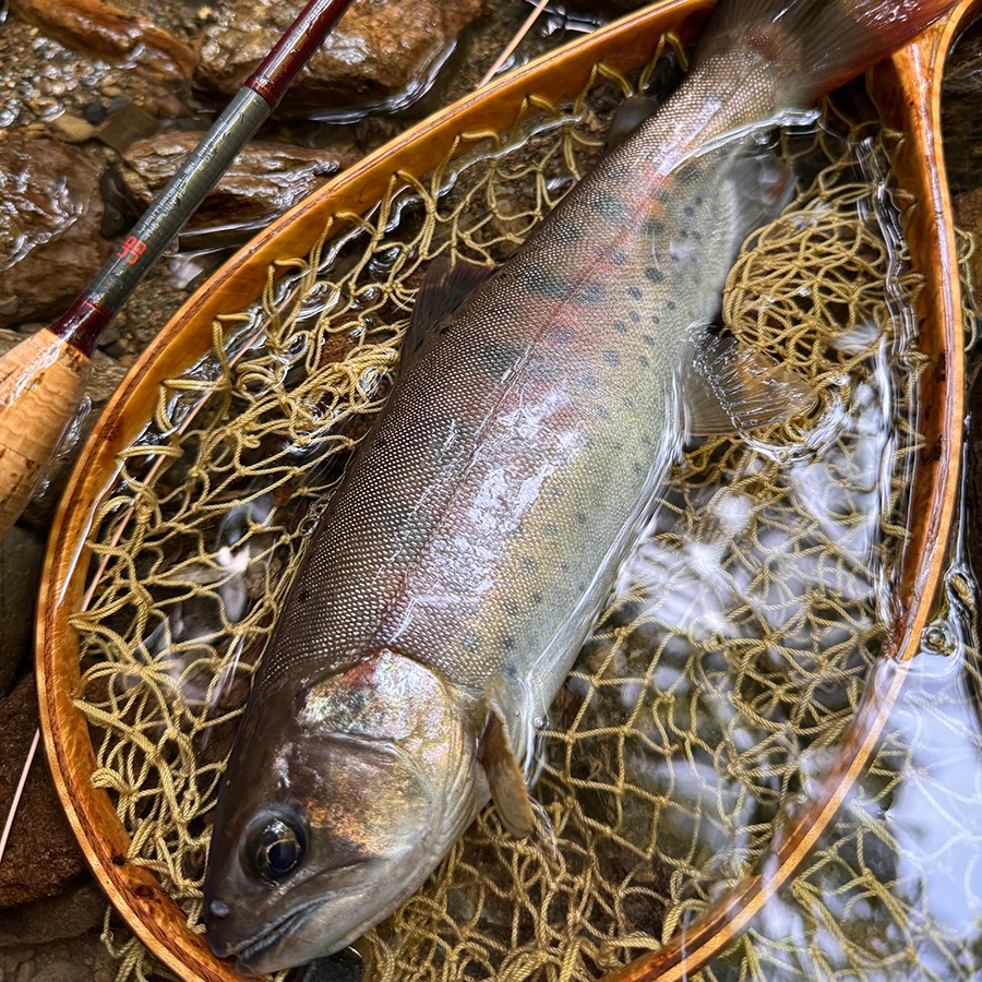 LINN for Stream of Japan