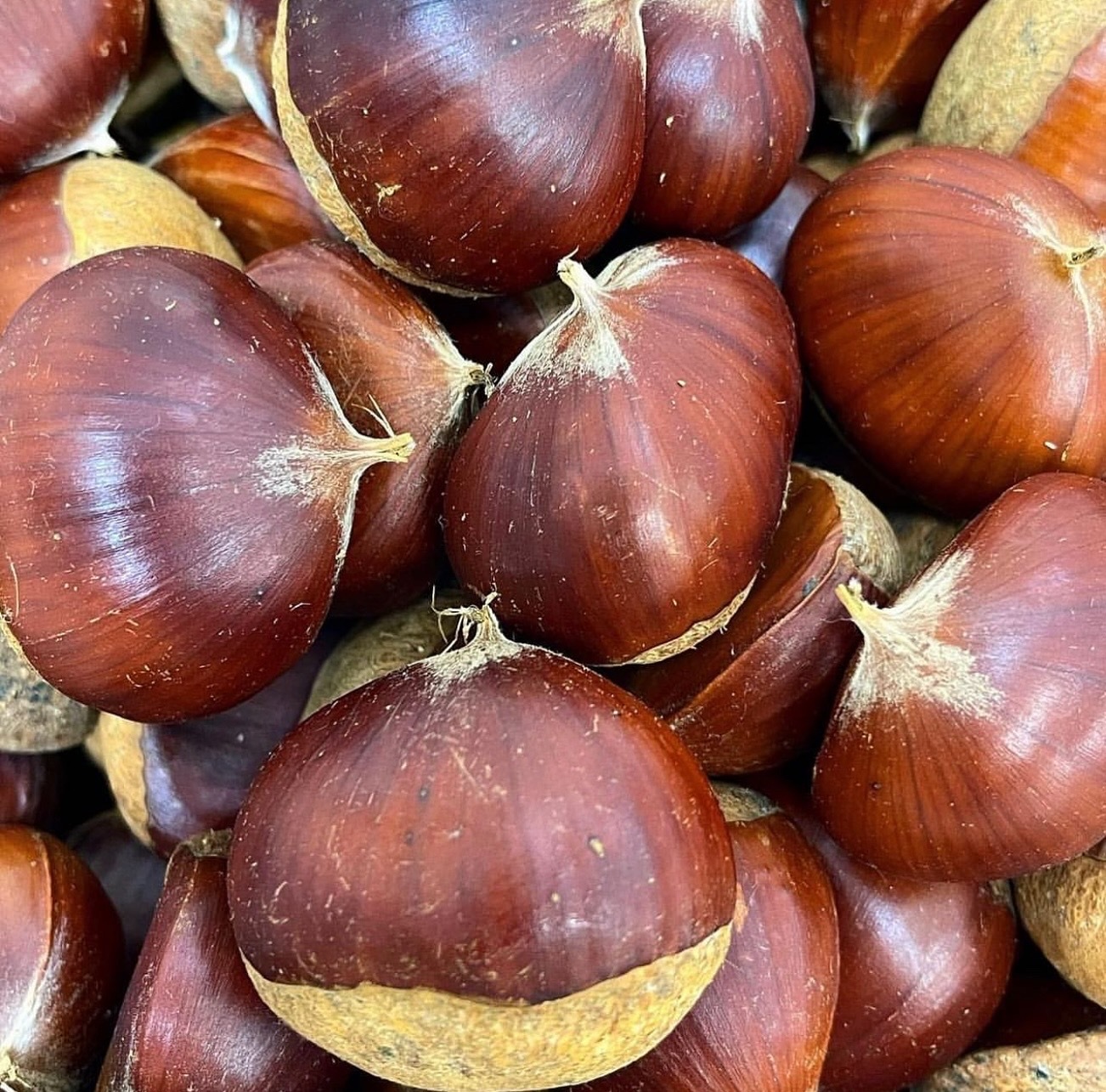 2025秋深まるジェラート6個セット