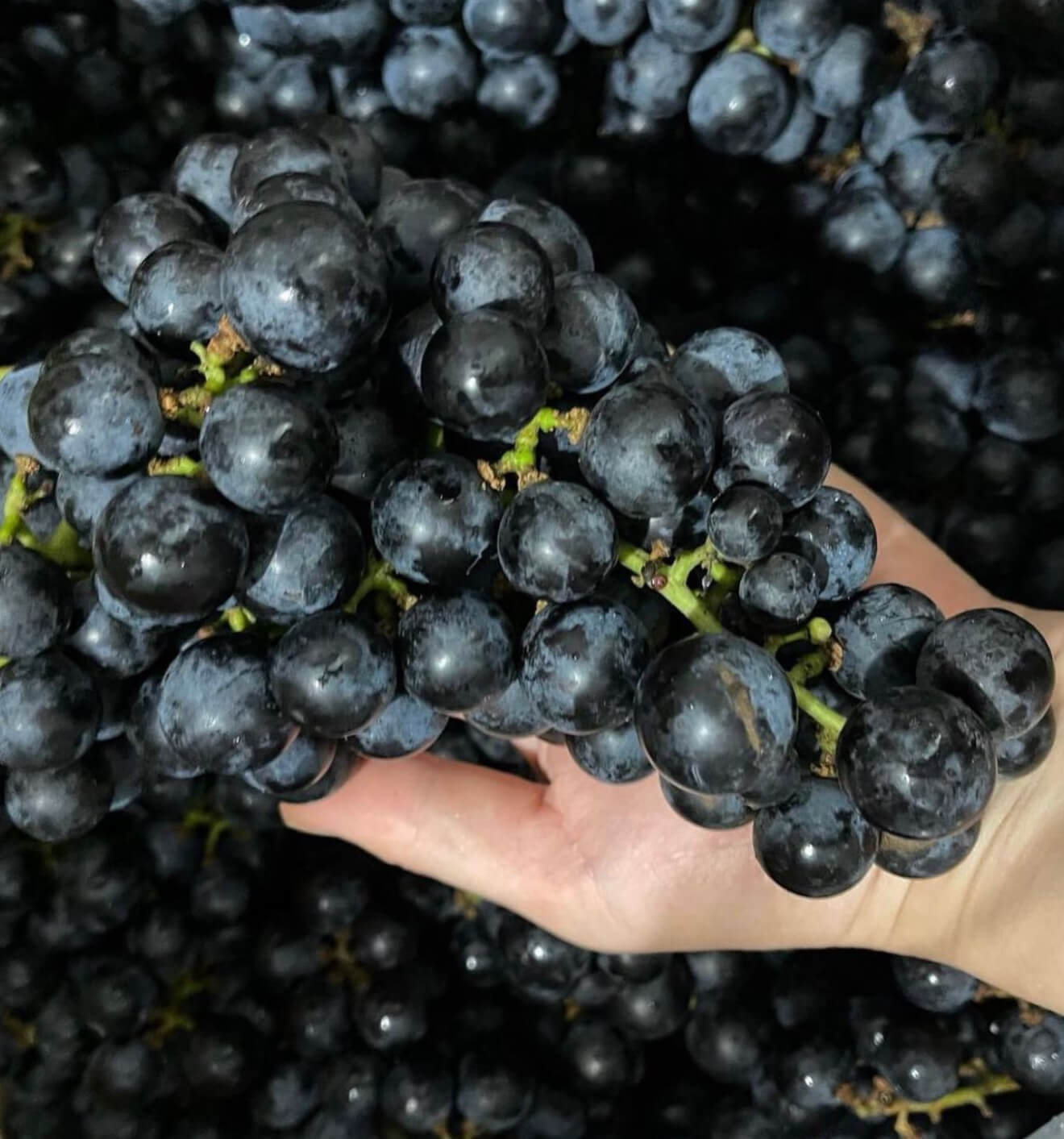 2025秋深まるジェラート6個セット