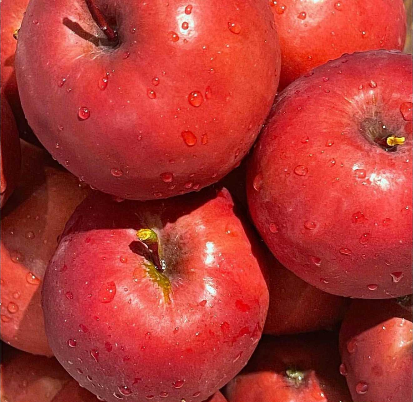 2025秋深まるジェラート6個セット