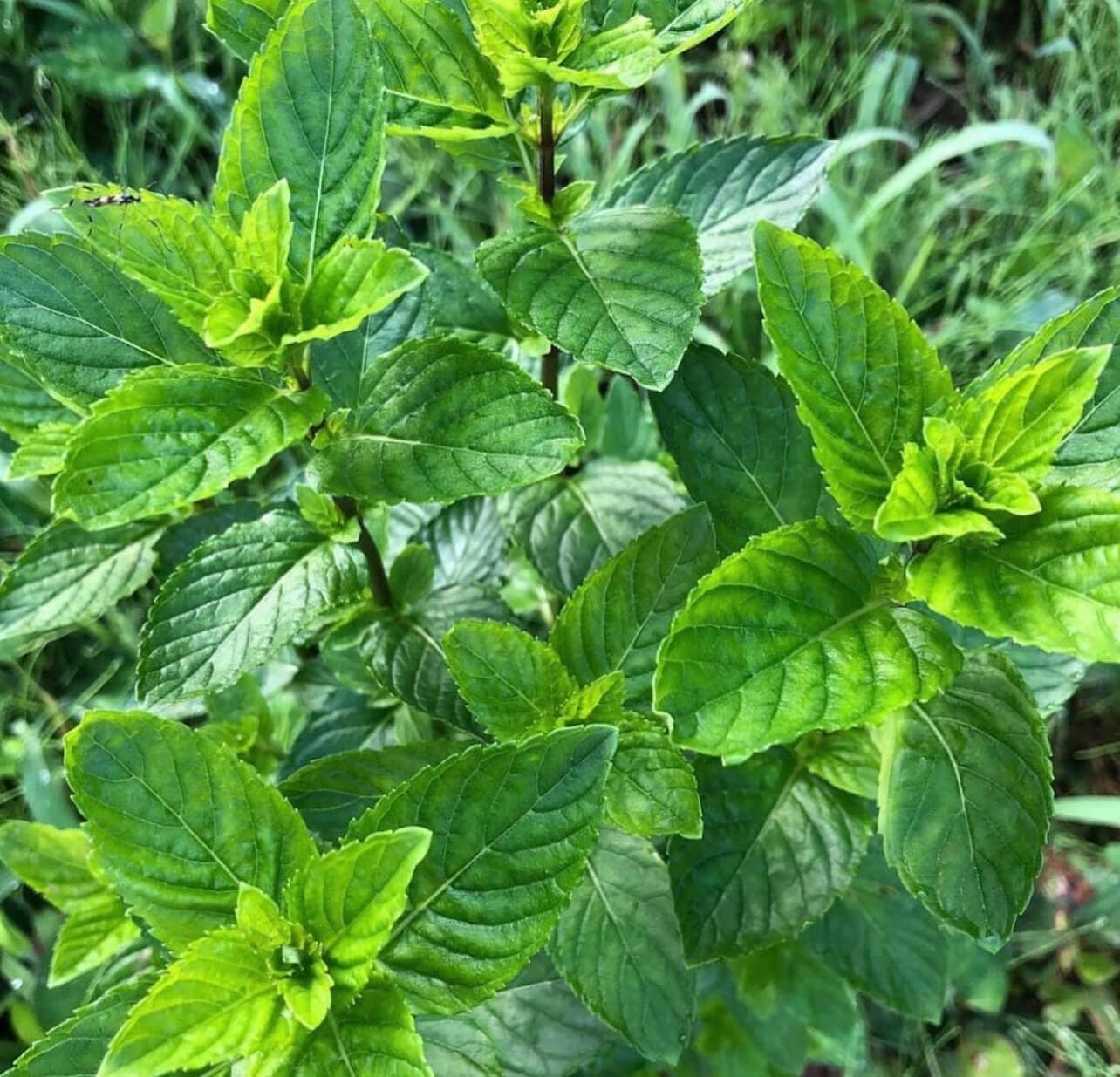 季節のジェラート６個セット