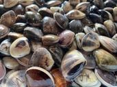 冷凍はまぐり500g　「千葉・九十九里産」小サイズ（ぜんな）