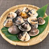千葉県九十九里産 活はまぐり 1kg（生）中～大サイズ｜産地直送・砂抜き済み【冷蔵配送】