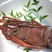 冷凍伊勢海老[2～6匹で2kg]