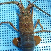 訳ありウルトラ特大活伊勢海老(1.3kg~)