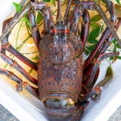 ◆母の日セール特大伊勢海老◆【900g～1kg　1匹】