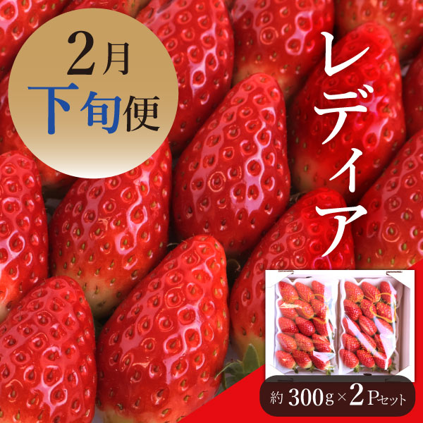 糸島産いちご「レディア」2パックセット　2月下旬出荷分【※限定20セット】