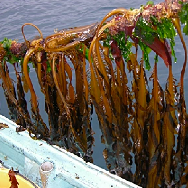 三陸産塩蔵わかめ150g×2袋【三陸の海藻牧場】【復興支援】