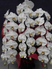 �ڡ�12-1�������ʡ���������3��Ω 39�����徦���ֹ� W-06s