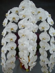 �ڡ���ʸ�б��ʡ���������3��Ω 50�����徦���ֹ� W-08(ȯ���ˣ�-7��������ޤ�)