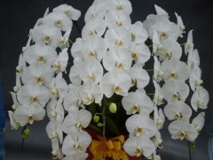 ڡʸбʡ57Ω 70徦ֹ W-12