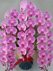 (ڤ)ԥ3Ω 48徦ֹ P-11