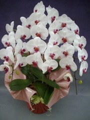 ֥å3Ω 30 (ȯޤǤ1֤ۤɤޤ)A-02