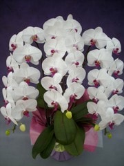 �֥�å�3��Ω 35������(ȯ���ޤǤ�1���֤ۤɤ�����ޤ�)��������A-03