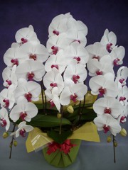 ֥å3Ω 40(ȯޤǤ1֤ۤɤޤ)A-04