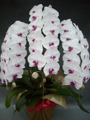 �ڡ���ʸ�б����ʡ��֥�å�3��Ω 45�����塡(ȯ���ޤǤ�1���֤ۤɤ�����ޤ�)������ A-05