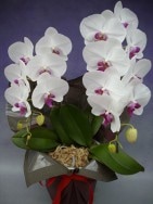 ֥å2Ω 20ذʾ(ȯޤǤ1֤ۤɤޤ) 2F-A