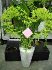 �ڡ���ʸ�б����ʡۥ���ޥȥե����ϡ���(��)