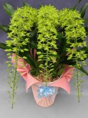 �ڡ���ʸ�б����ʡۥ���ޥȥե���� 3��Ω��(1���ָ��ȯ���ˤʤ�ޤ�)