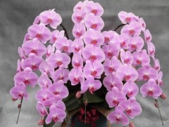 (ڤ˥ԥ5Ω 60徦ֹ P-15