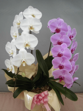 �ȡ��� ����2��Ω 20�ذʾ� 2F-PW