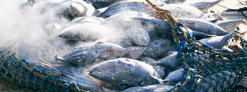 舞うさぎ 朱赤 (UR-10Y)