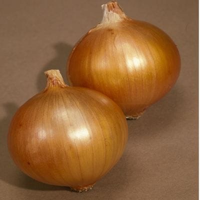 O・P黄タマネギ苗（中生） 100本 ｜タネの柳研オンラインショップ