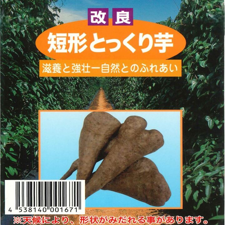 種芋 改良短形とっくり芋 5本入 ｜タネの柳研オンラインショップ