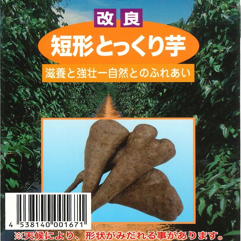 種芋 改良短形とっくり芋 5本入 ｜タネの柳研オンラインショップ