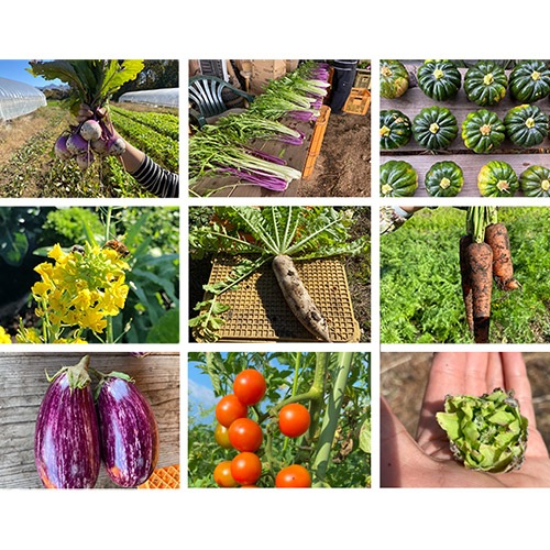 ��Ȭ���٥ԡ����ե�������������BOX 2025����6��or��12��ˡ��������ߡۢ�2026ǯ���罸���Ϥ��Τ餻�ϡں�������Ͽ�ۤ��餪�ͤ������ޤ���