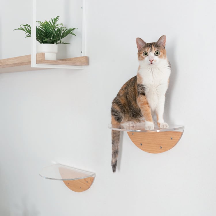 MYZOO マイズー ROUND LACK CLEAR ラウンドラック クリア 【1個