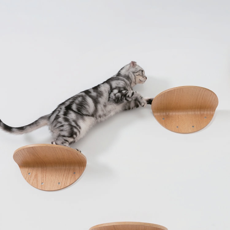 MYZOO マイズー ROUND LACK ラウンドラック 【2個入り】 キャット