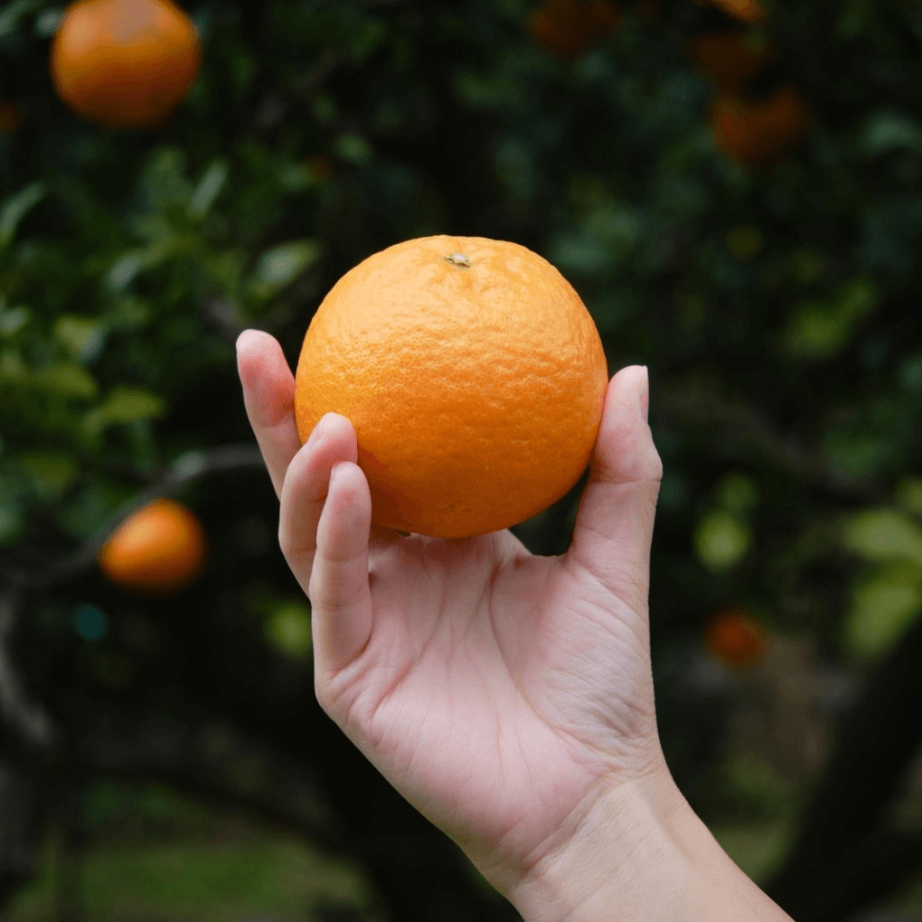 ���󤫤󥸥塼���ֽϡ�/720ml��2�ܥ��å�