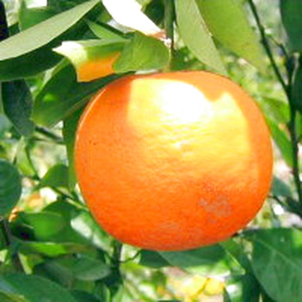 本だいだいしょうゆ ぽん実 300ml