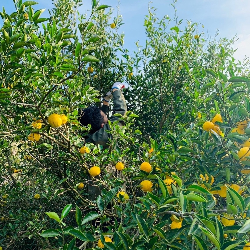 多島海 CRAFT SPIRITS 720ml