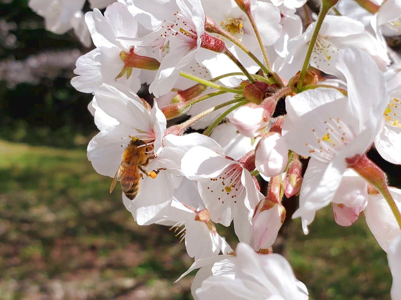 久保養蜂場のバラエティセット 130g×3個