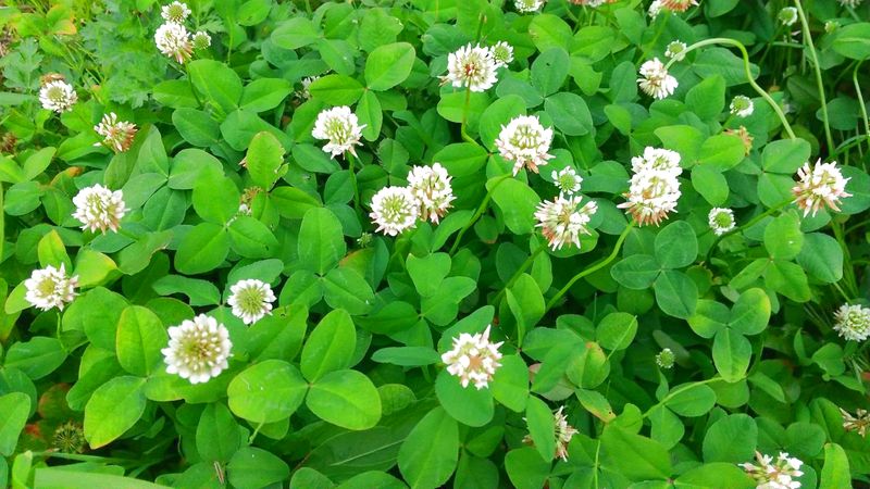 久保養蜂場のバラエティセット 130g×3個