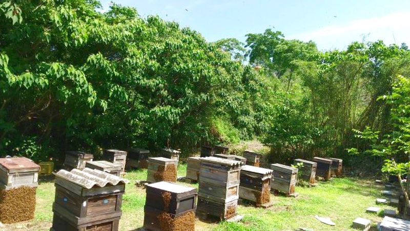 スティックはちみつ 10g×10本