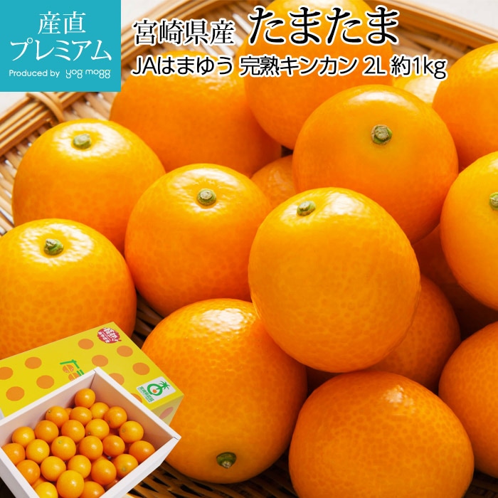 たまたま 完熟きんかん 約1kg 2Lサイズ 宮崎県産 宮崎県認証 産地直送