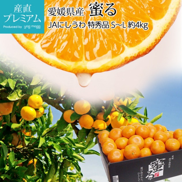 蜜柑商品！！ 楽天市場】石光商事 COSMO みかん 2号缶 850g 業務用 ミカン
