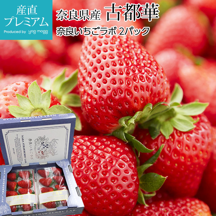 奈良県産　古都華いちご10パック　※新着発送 定期便 先行予約 数量限定 古都華 【1・2・3月発送3ヶ月定期便】奈良県
