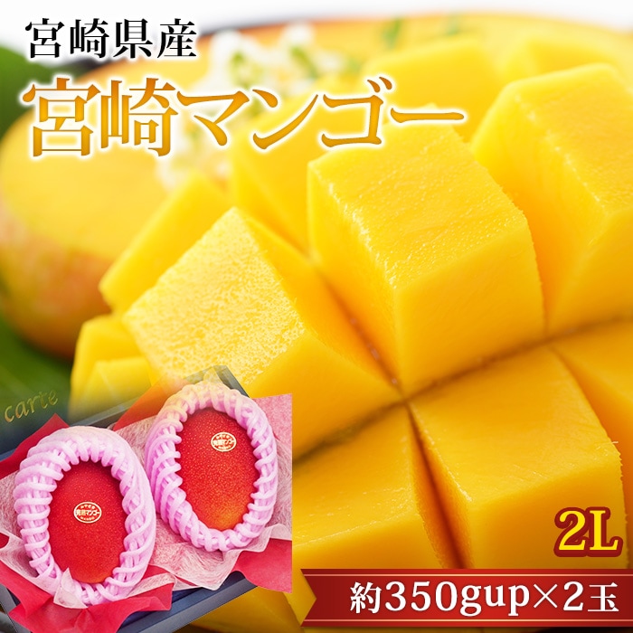マンゴー 完熟宮崎マンゴー 2Lサイズ 2玉 宮崎県産<br>【まんごー 芒果