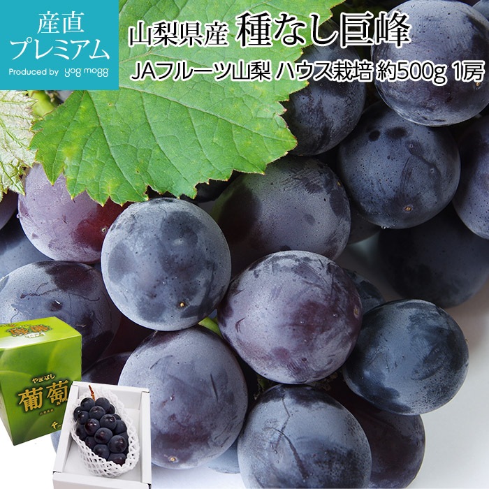 ぶどう 巨峰 種なし 約500g 1房 Jaフルーツ山梨 ハウス栽培 山梨県産 送料無料 産地直送 Br きょほう 種無し 葡萄 ブドウ フルーツ ギフト 贈答 プレゼント 内祝い 出産祝い 産直プレミアム 高級フルーツ 高級果物 の通販なら旬のものを厳選する専門通販 産直