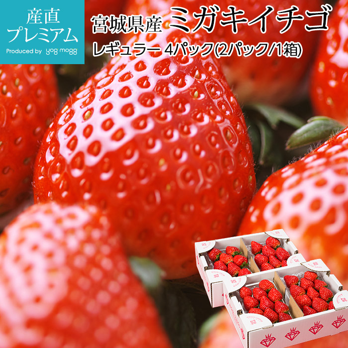 いちご ミガキイチゴ レギュラー 4パック 宮城県産 産地直送<br