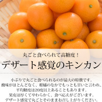 金柑 完熟きんかん こん太 青秀 約1kg 2L～4Lサイズ 静岡県産<br