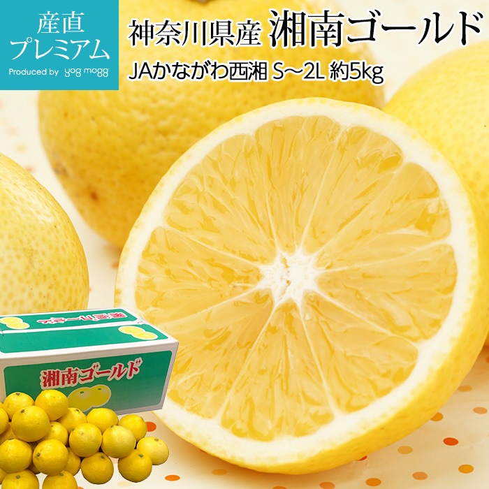 湘南ゴールド 果樹の若木 約80cm 【公式通販】