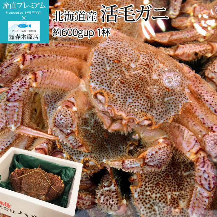 かに 活毛ガニ 約600gup 1杯 北海道産 春木商店 送料無料 熨斗対応不可 Br 蟹 カニ 毛かに 毛蟹 海鮮 北海道 贈答用 プレゼント 内祝い 産直プレミアム 高級フルーツ 高級果物 の通販なら旬のものを厳選する専門通販 産直プレミアム