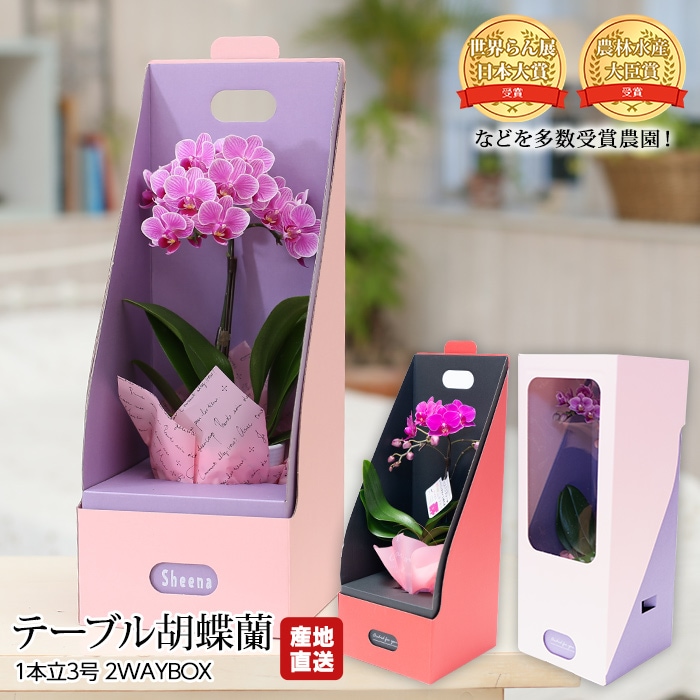 ĳ ơ֥ĳ 1Ω 3 2WAYBOX ̾Υ եBOX ̵ ľ ڤ礦 祦    ե £ ץ쥼  ȭۡڻľץߥ