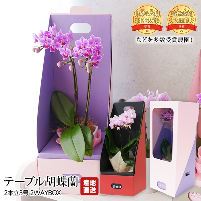 生花,胡蝶蘭 | 高級フルーツ(高級果物)の通販なら旬のものを厳選する専門通販【産直プレミアム】