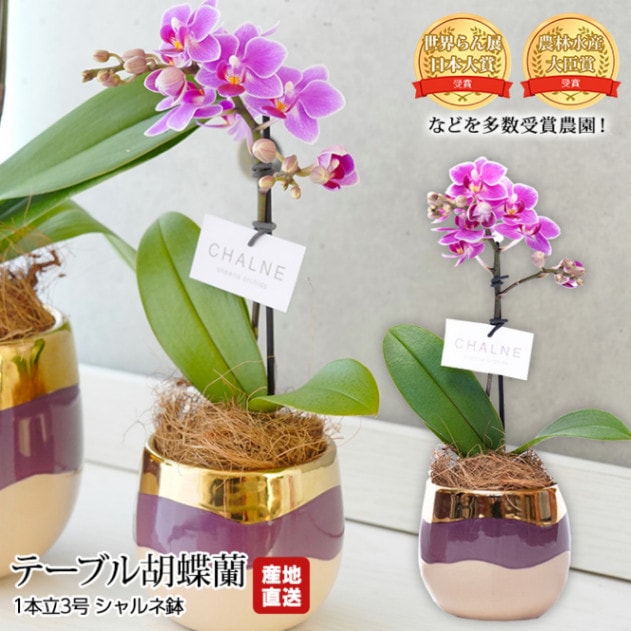 生花,胡蝶蘭 | 高級フルーツ(高級果物)の通販なら旬のものを厳選